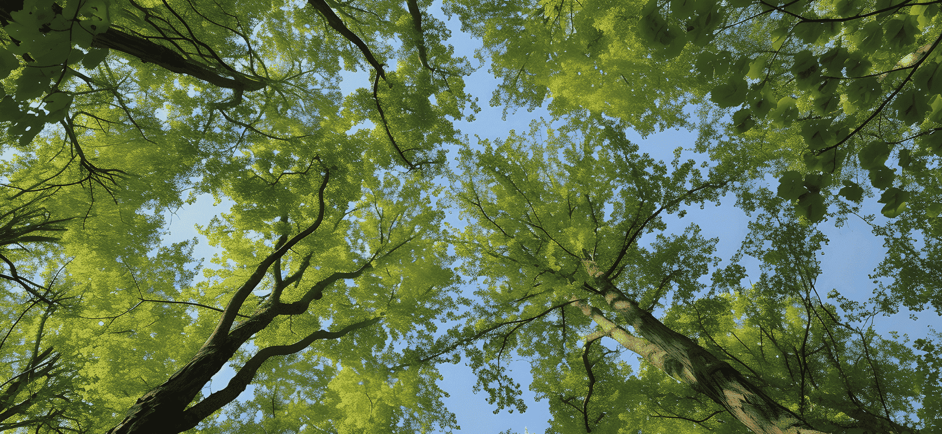 trees